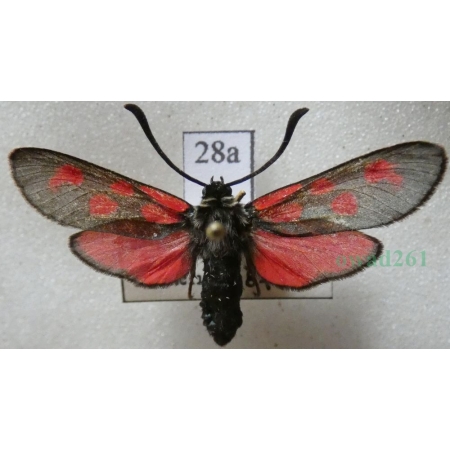 Zygaena loti achilleae Esper, 1780 Kraśnik rogalik Slovakia28a